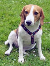 Laborbeagle Gretchen