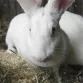 kaninchen1