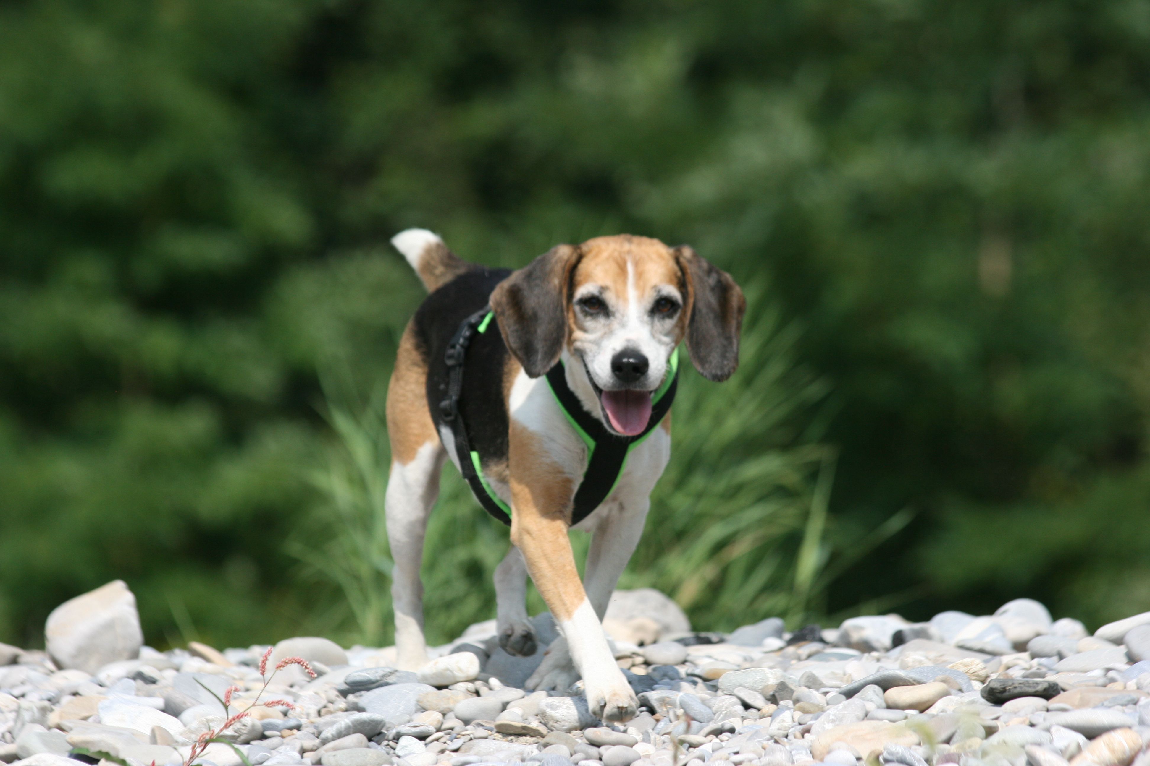 Jule (B) ✞ ✞, Hündin, 14 Jahre