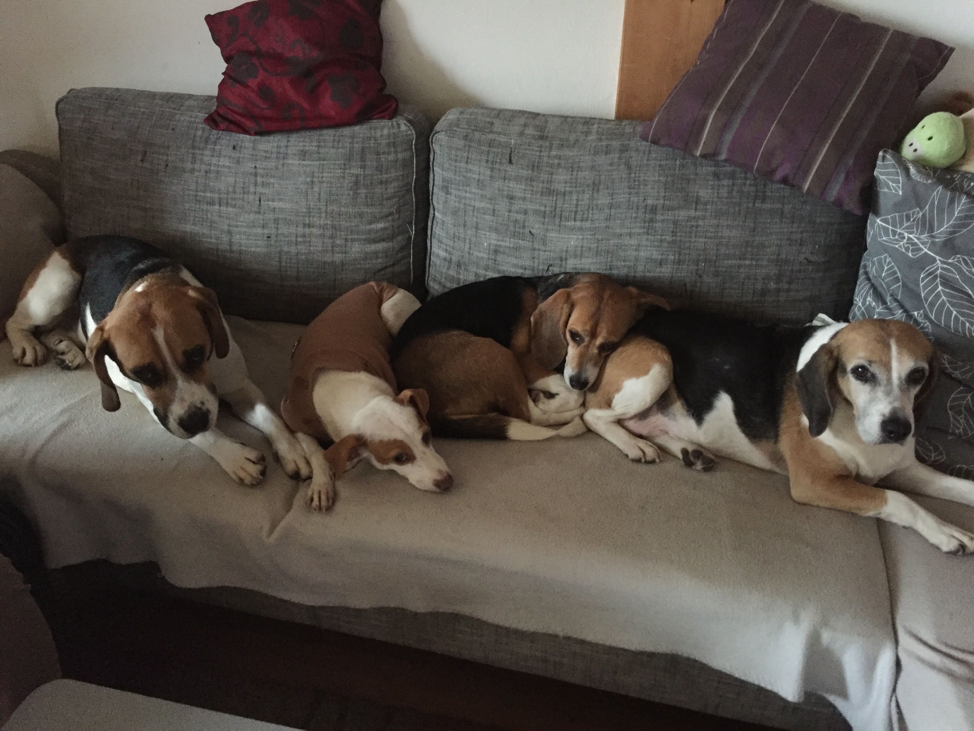 Jule (B) ✞, Hündin, 14 Jahre