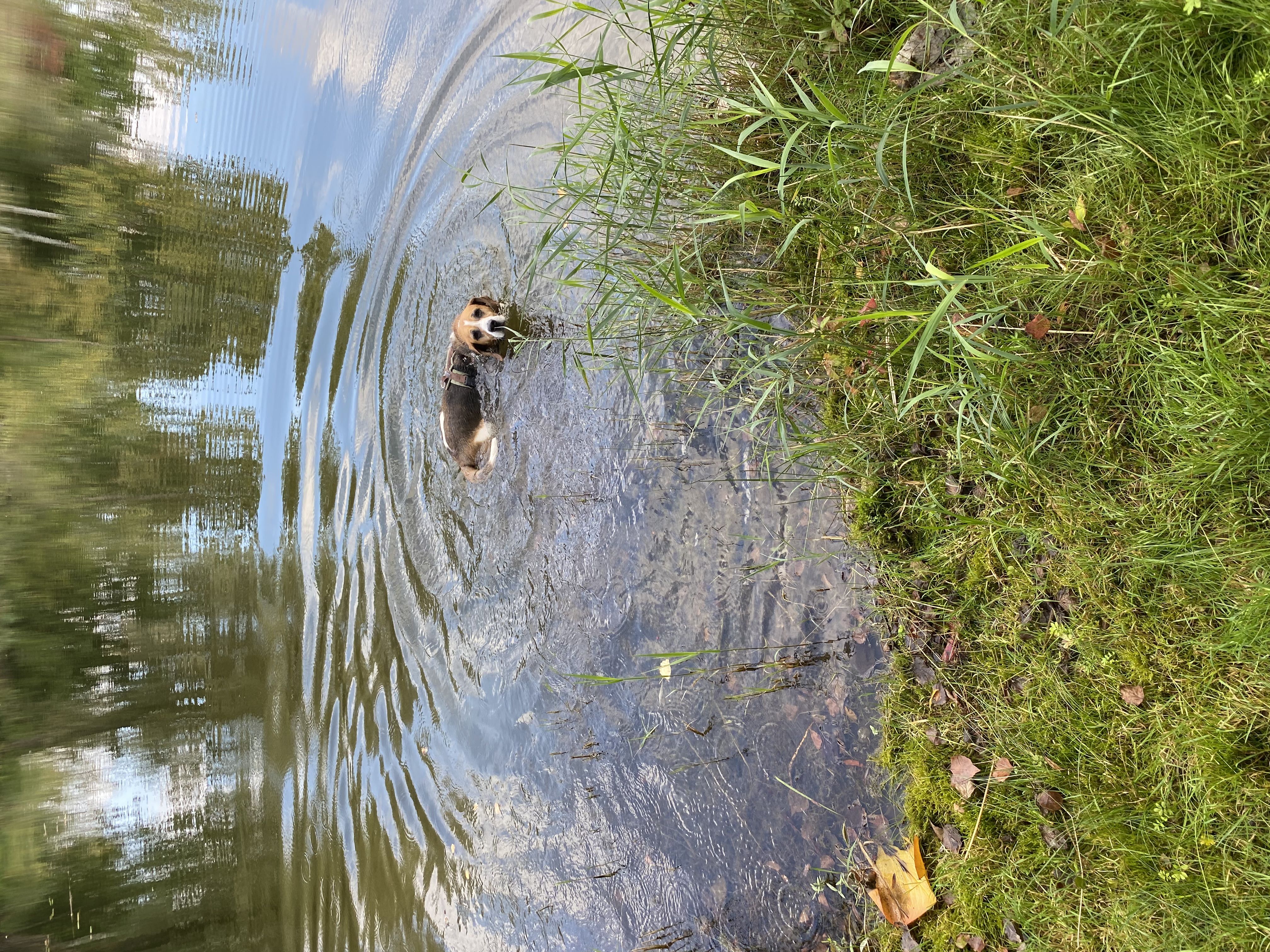 Mákos (HU), Rüde, 13 Jahre