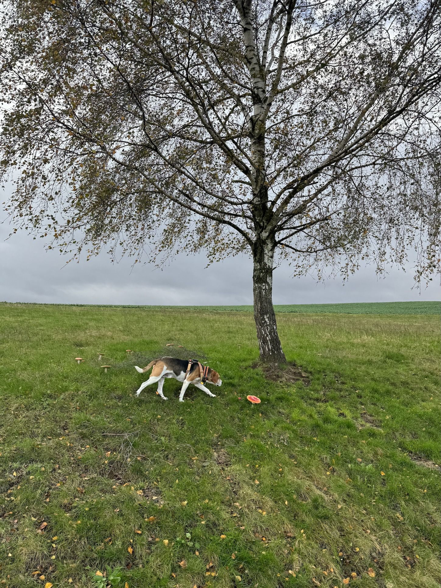Mákos (HU), Rüde, 13 Jahre
