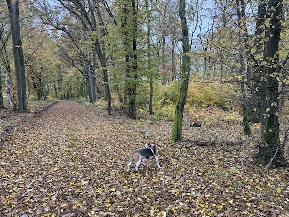 Mákos (HU), Rüde, 13 Jahre