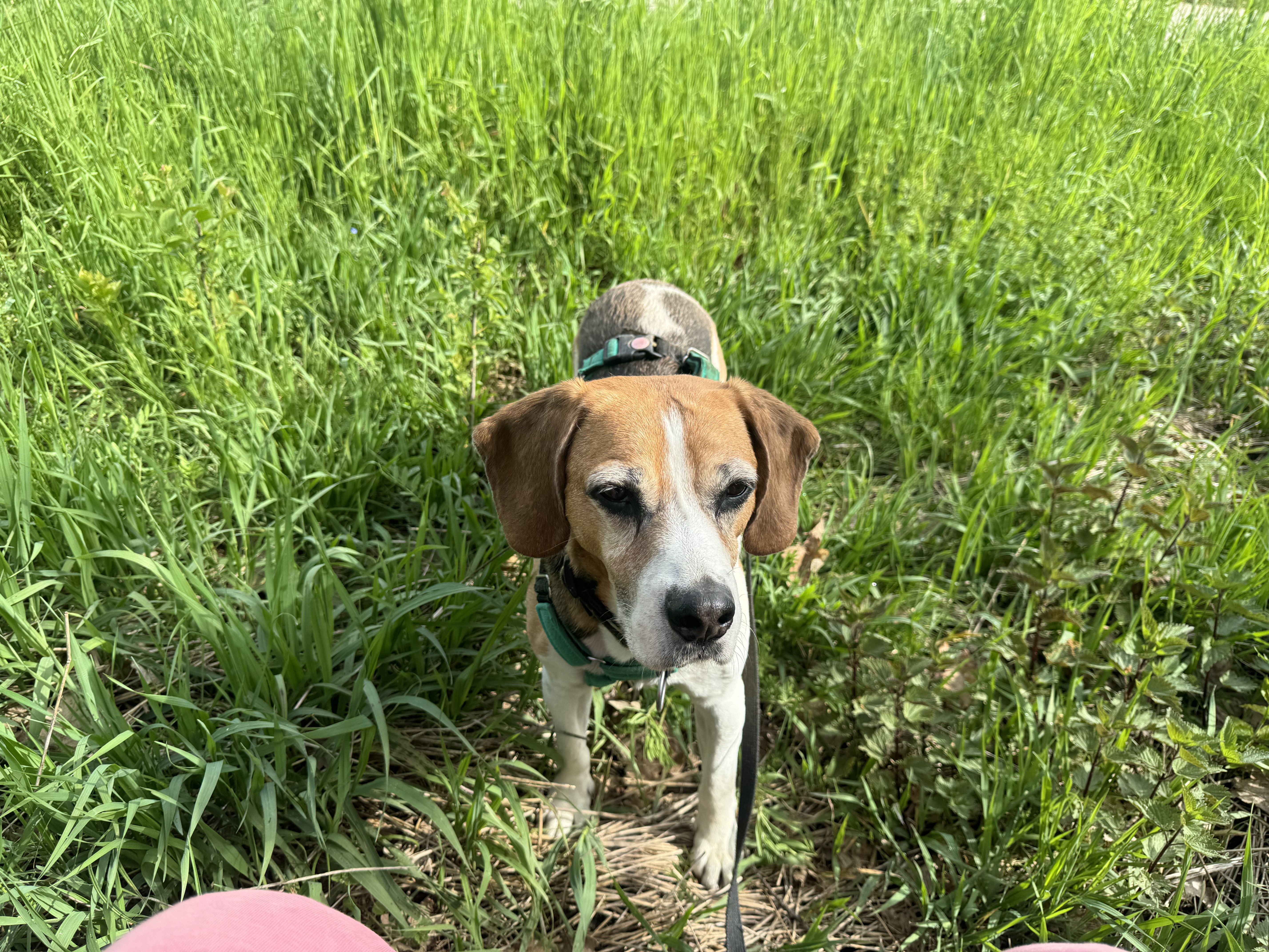 Mákos (HU), Rüde, 13 Jahre