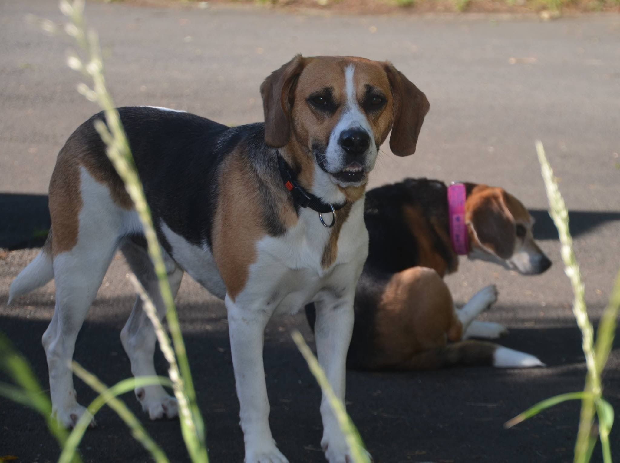 Mákos (HU), Rüde, 13 Jahre