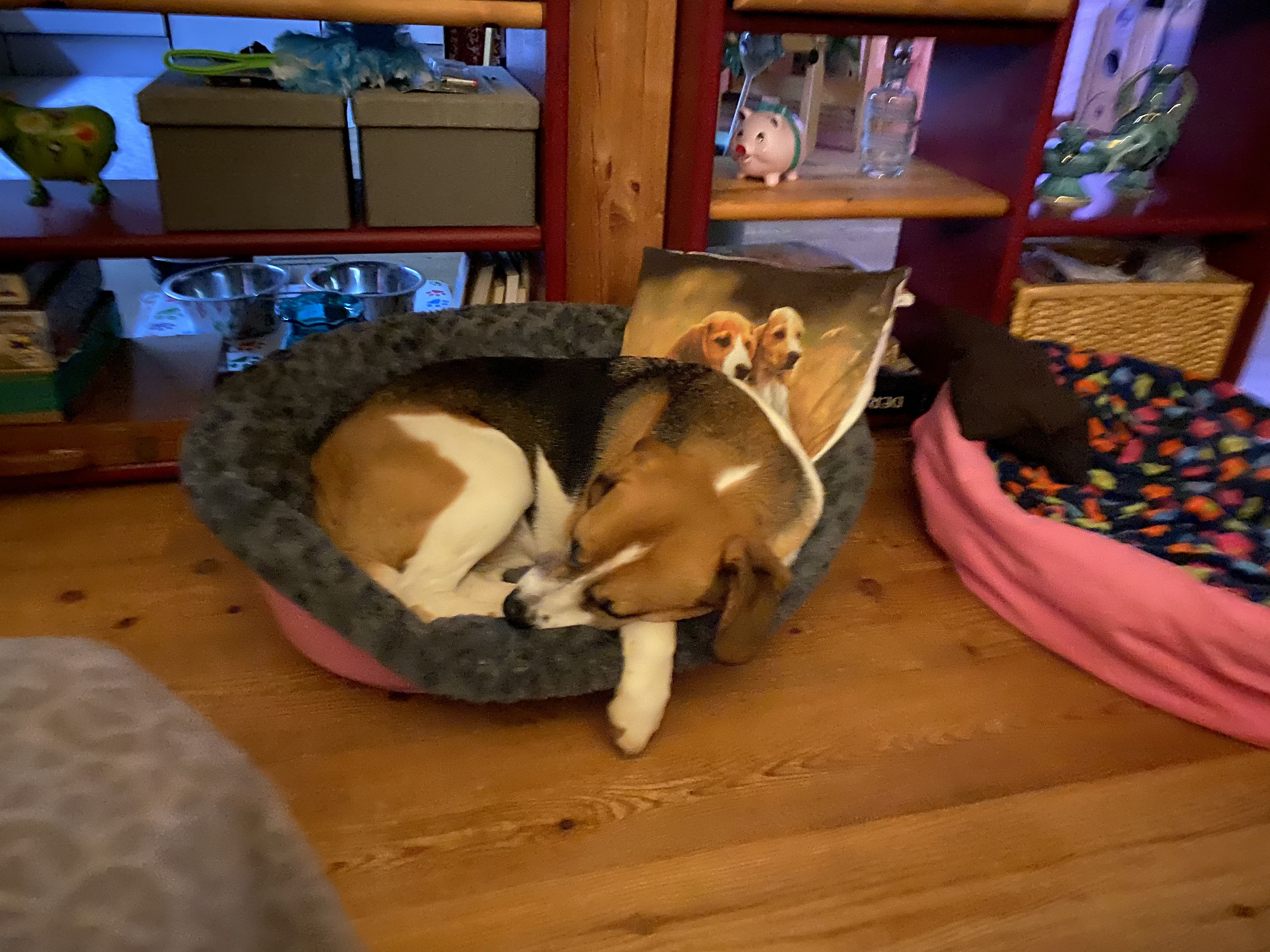 Mákos (HU), Rüde, 13 Jahre