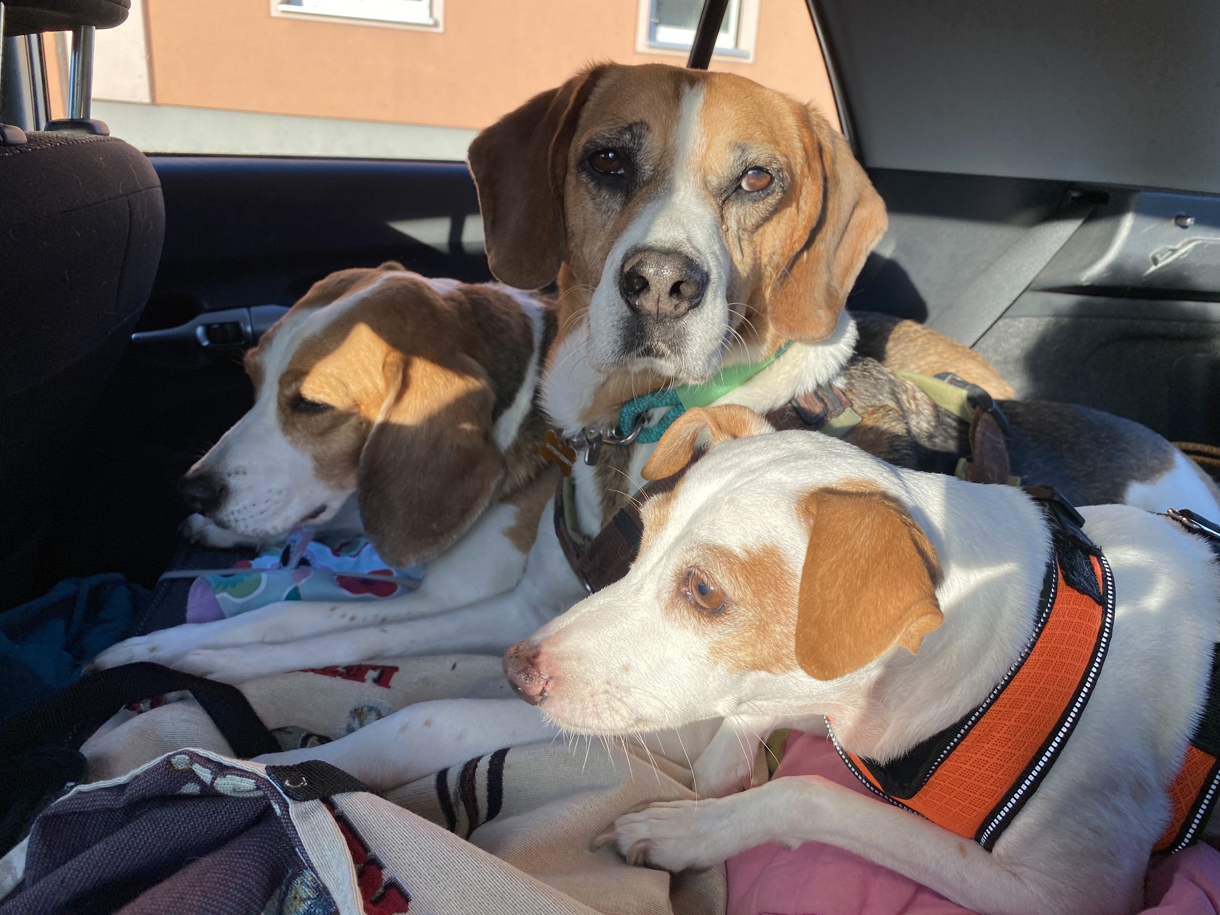 Mákos (HU), Rüde, 13 Jahre