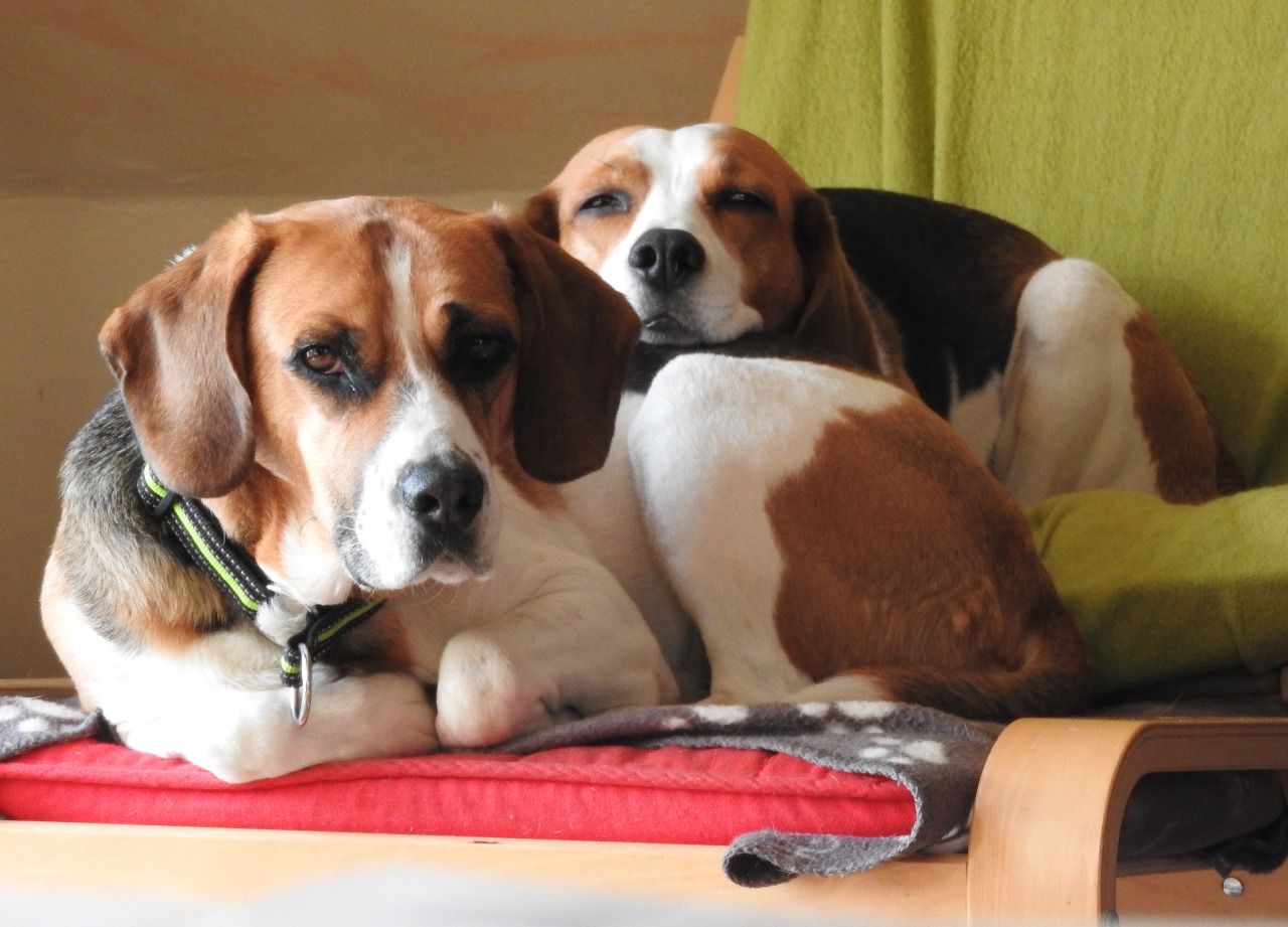 Mákos (HU), Rüde, 13 Jahre