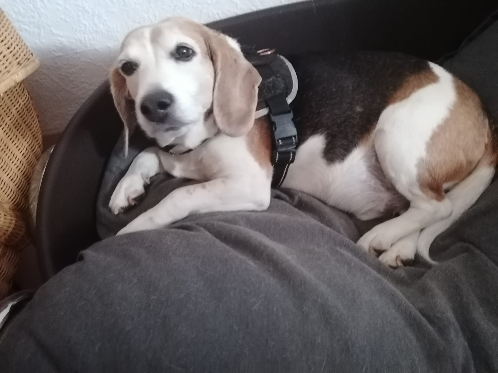 Joschi  ehem.Boris, Rüde, 14 Jahre