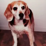 Bacco ✞, Rüde, 11 Jahre