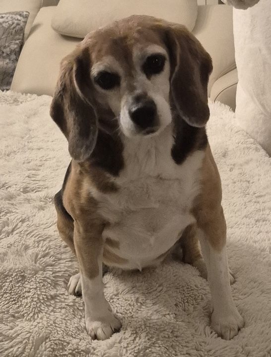 Ruby ehem. Bonny, Hündin, 6 Jahre