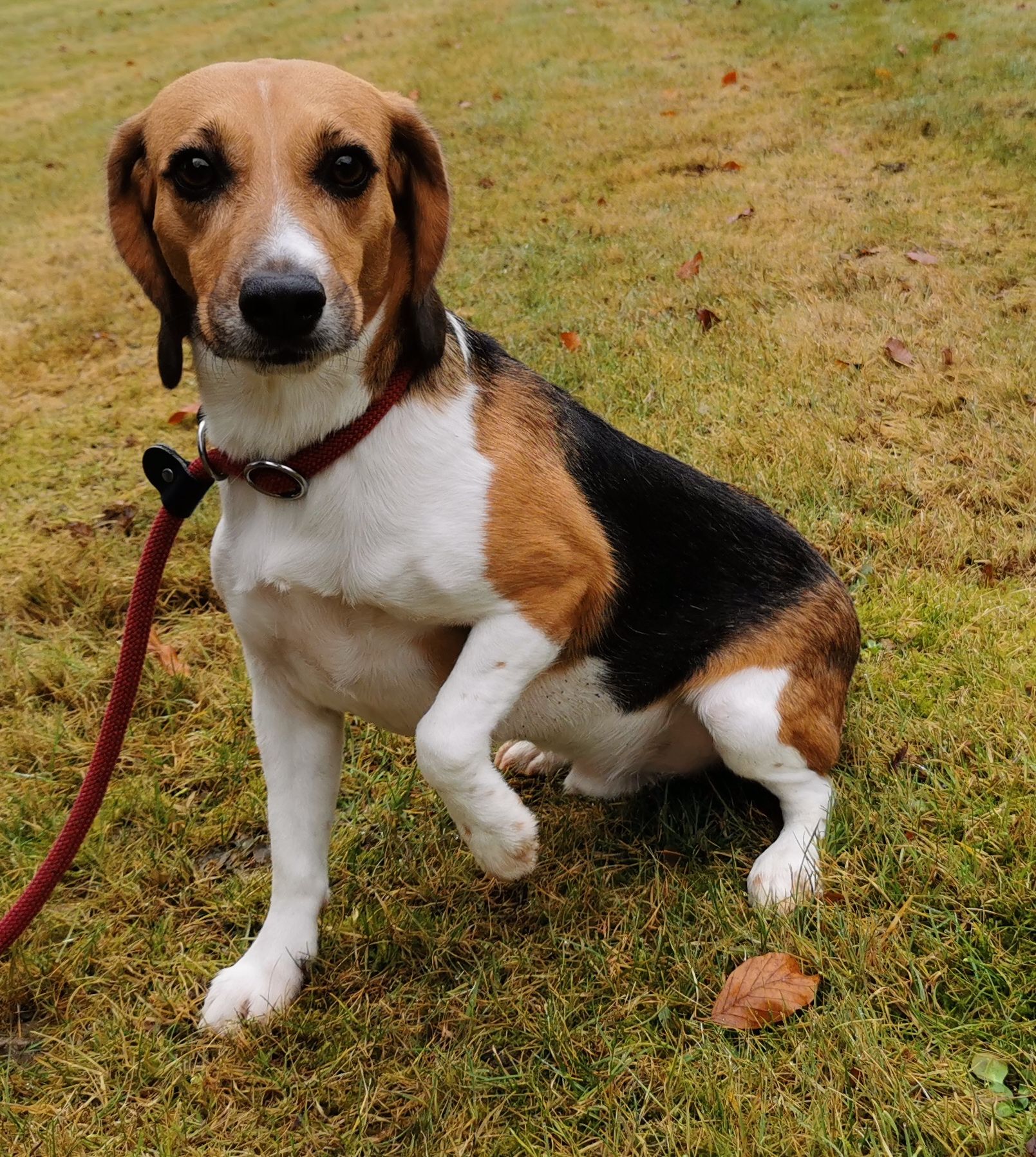 Alfons ehem. Krümel, Rüde, 7 Jahre