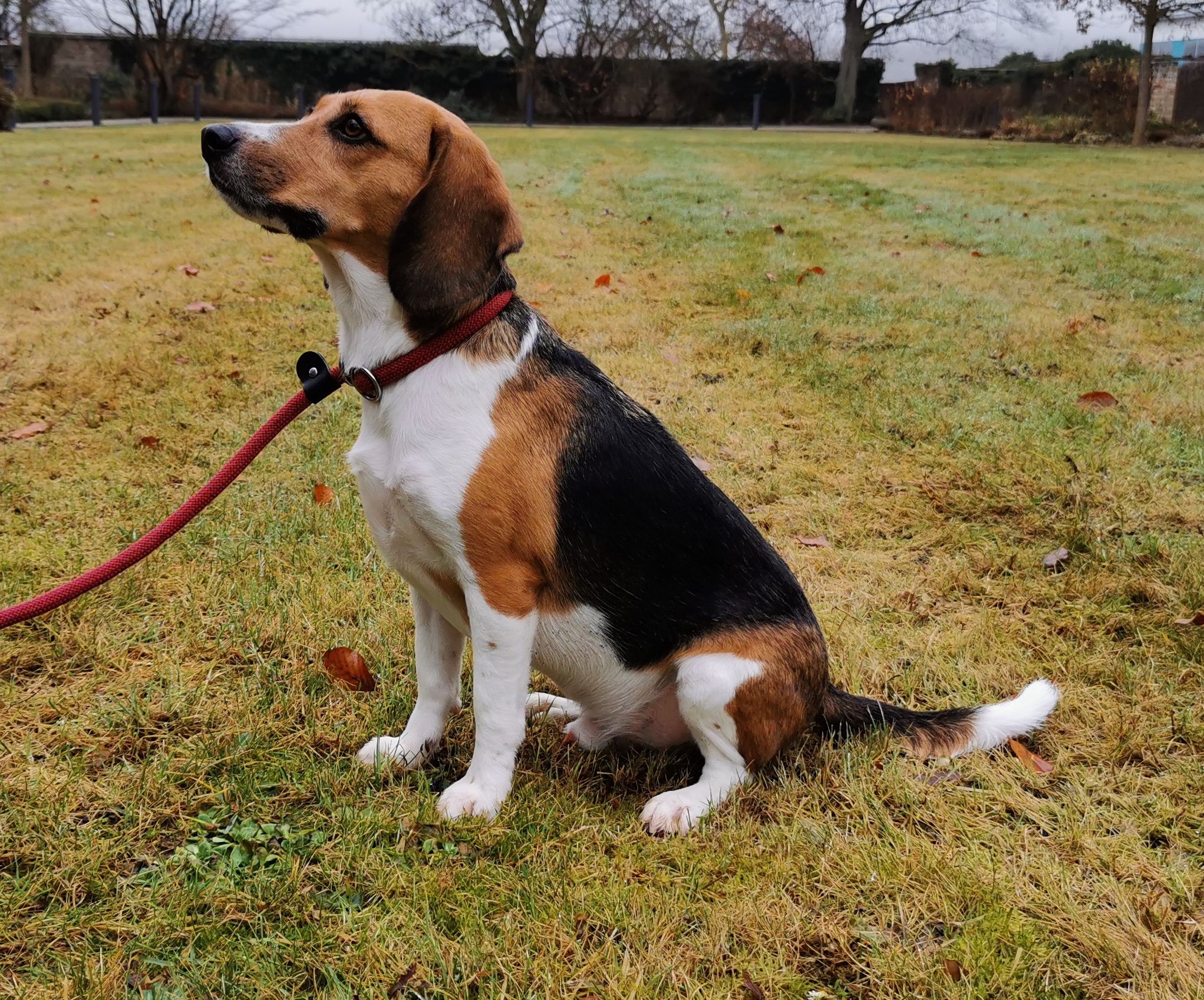 Alfons ehem. Krümel, Rüde, 7 Jahre