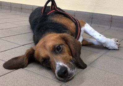 Casper, Rüde, 8 Jahre