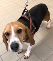 Lenny ehem. Wolf, Rüde, 7 Jahre