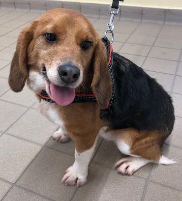 Urmel, Rüde, 7 Jahre