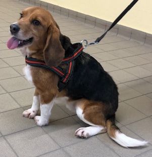 Urmel, Rüde, 7 Jahre