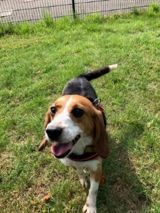 Hazel , Hündin, 7 Jahre