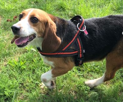 Hazel , Hündin, 7 Jahre