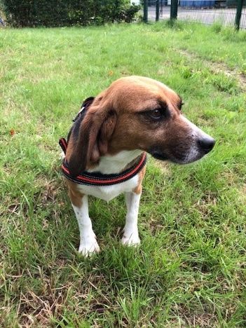 Olga, Hündin, 7 Jahre