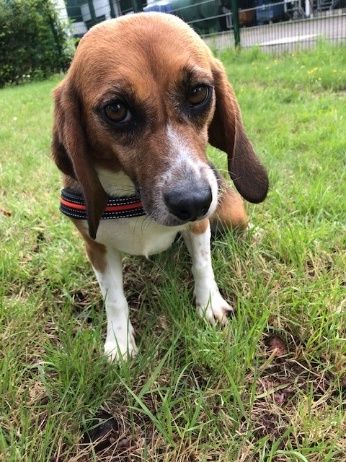 Olga, Hündin, 7 Jahre