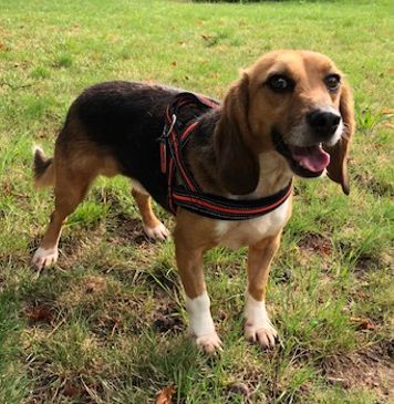 Matti, Rüde, 7 Jahre