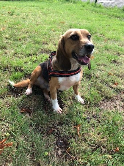 Matti, Rüde, 7 Jahre