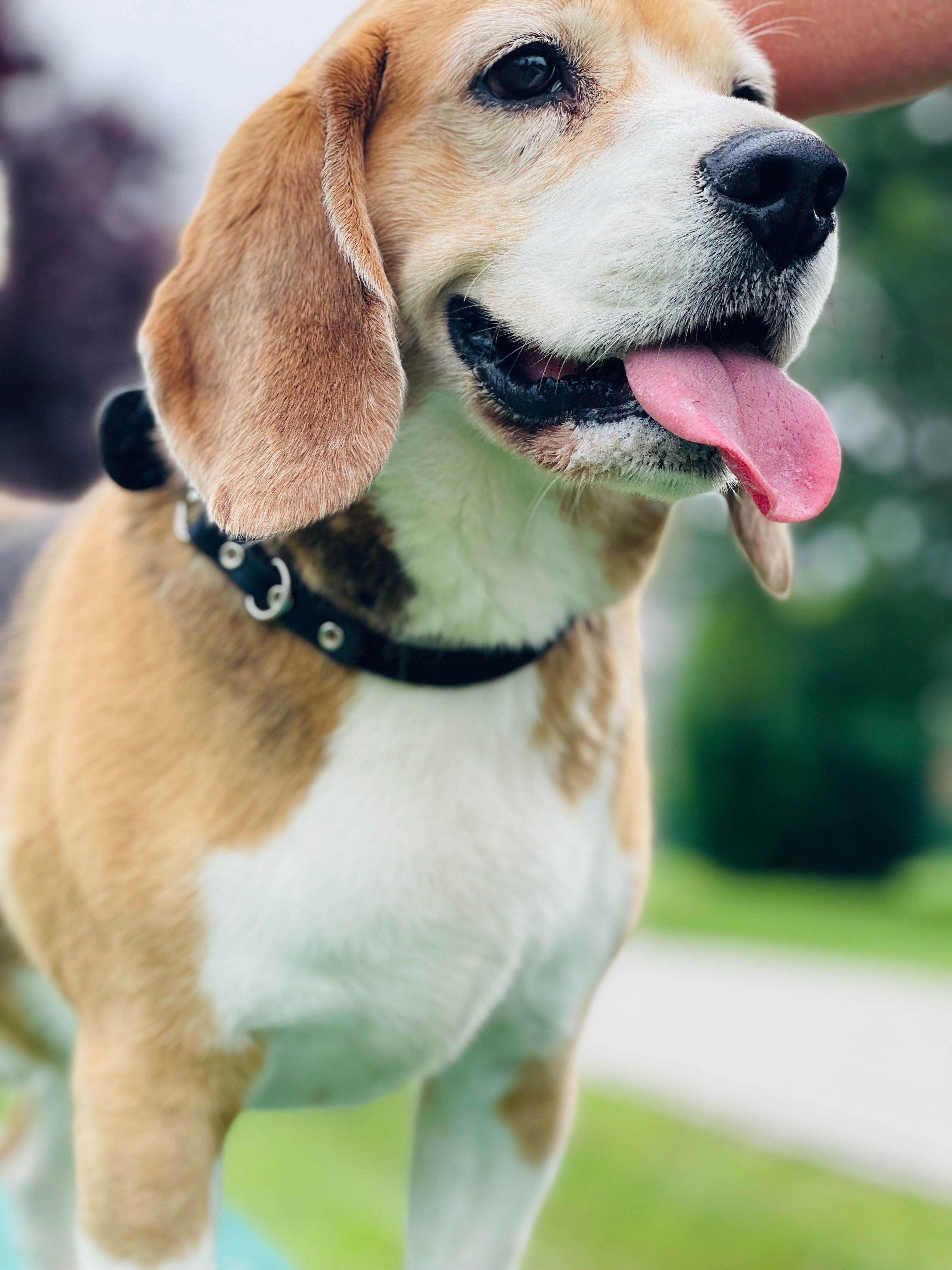 Ben (MT), Rüde, 7 Jahre