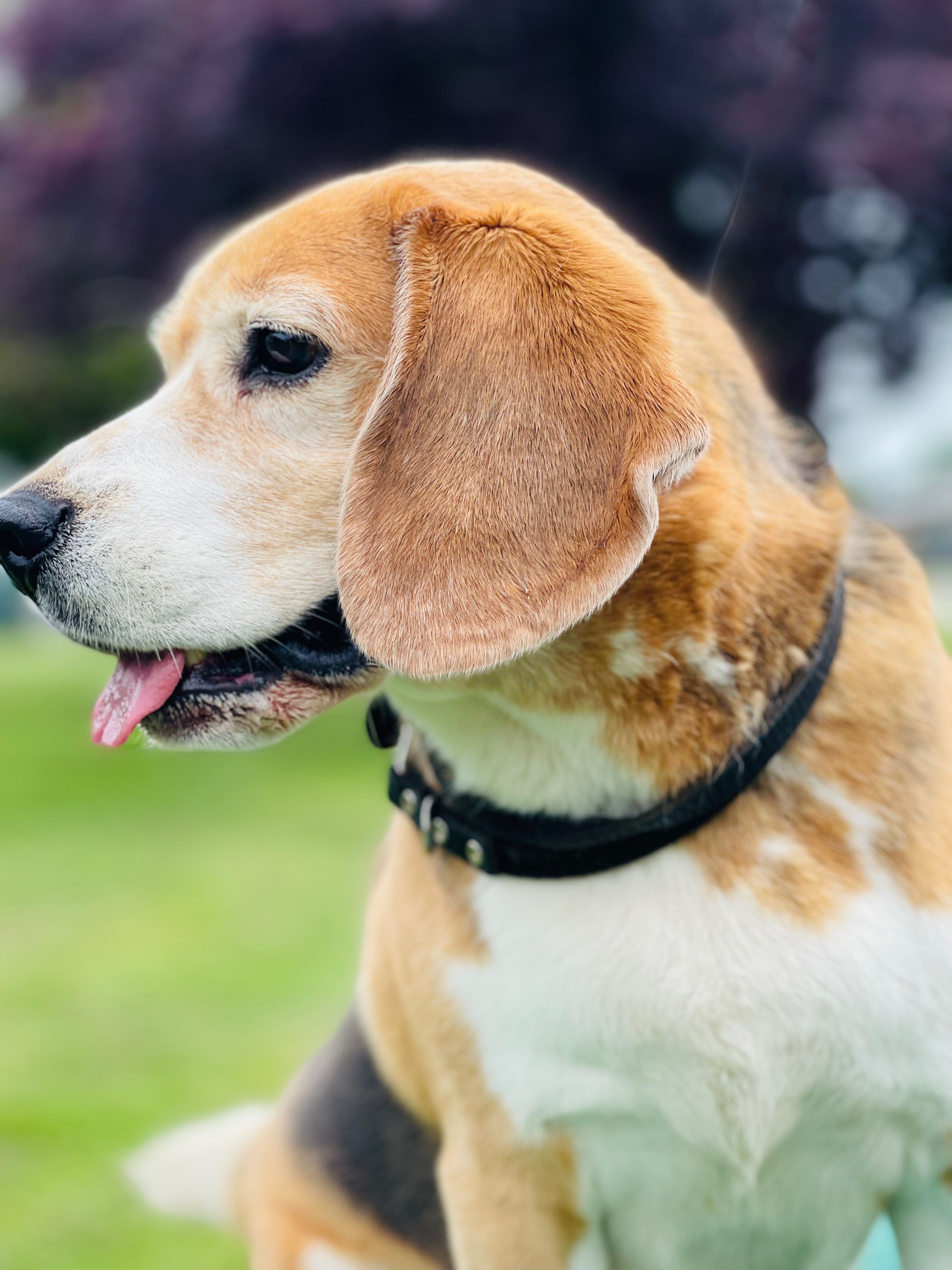 Ben (MT), Rüde, 7 Jahre