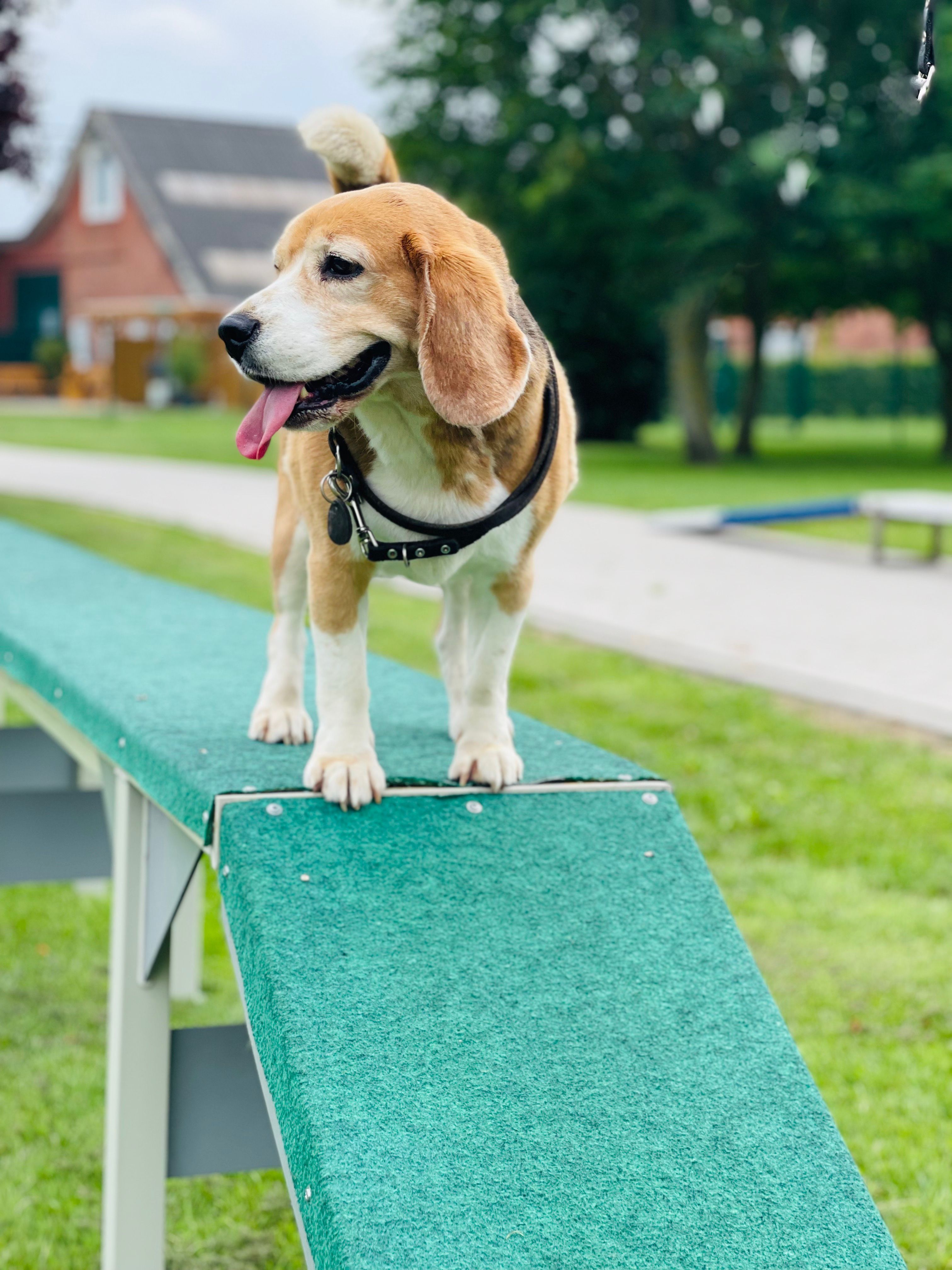 Ben (MT), Rüde, 7 Jahre