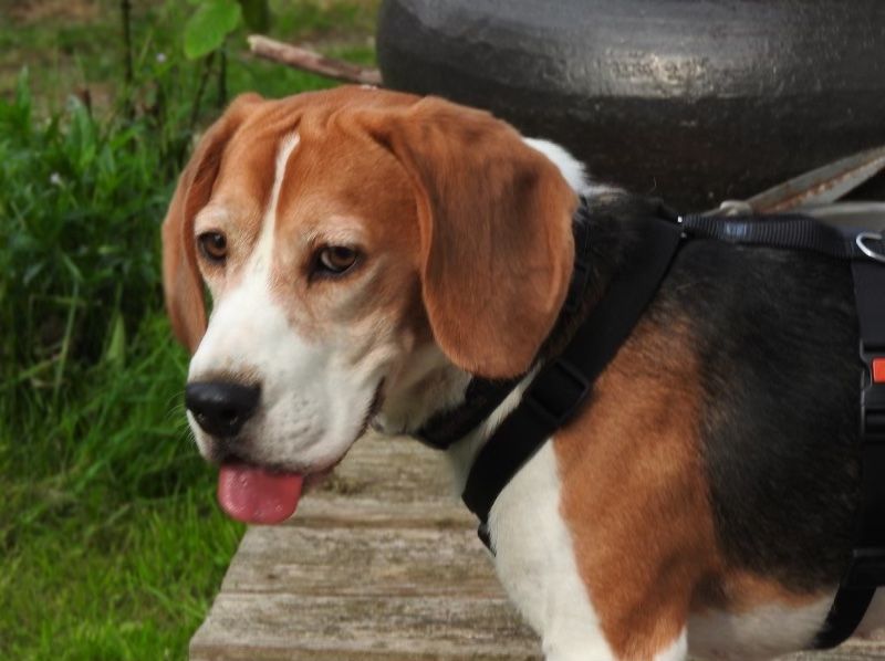 Lorenzo (IT) , Rüde, 7 Jahre