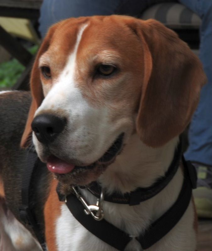 Lorenzo (IT) , Rüde, 7 Jahre