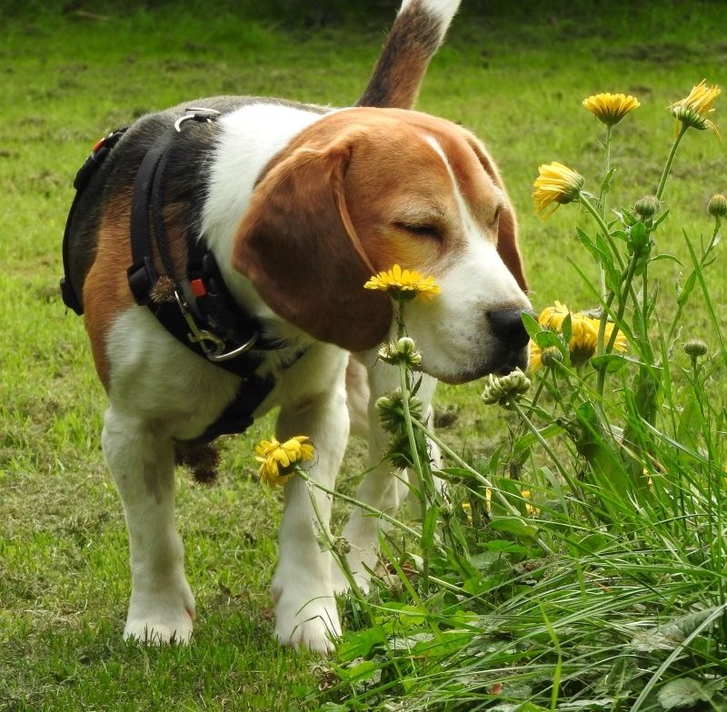Lorenzo (IT) , Rüde, 7 Jahre