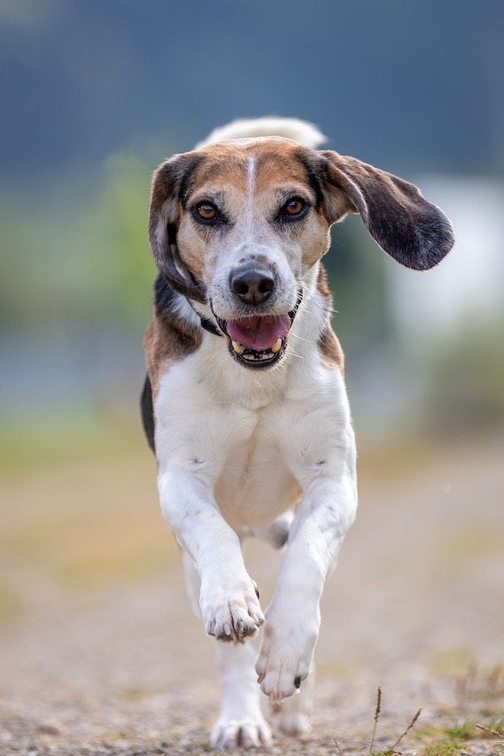 Cooper, Rüde, 12 Jahre