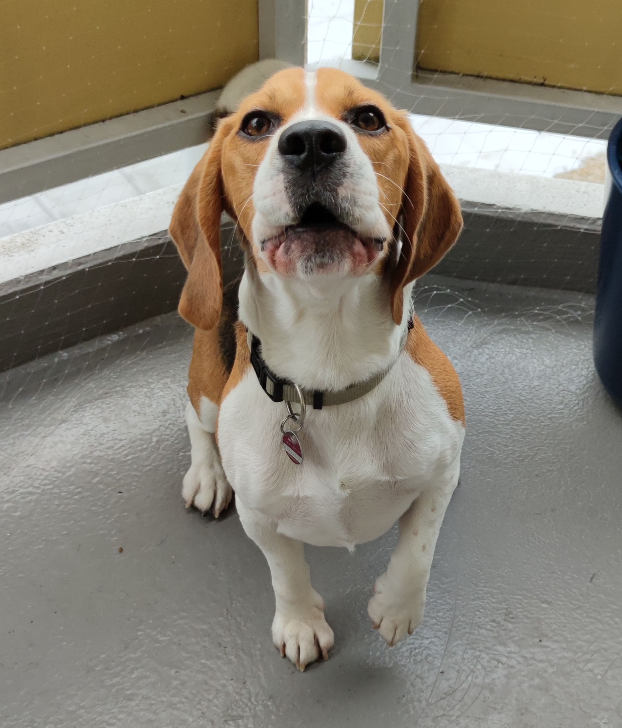 Ody ehem. Buddy, Rüde, 7 Jahre