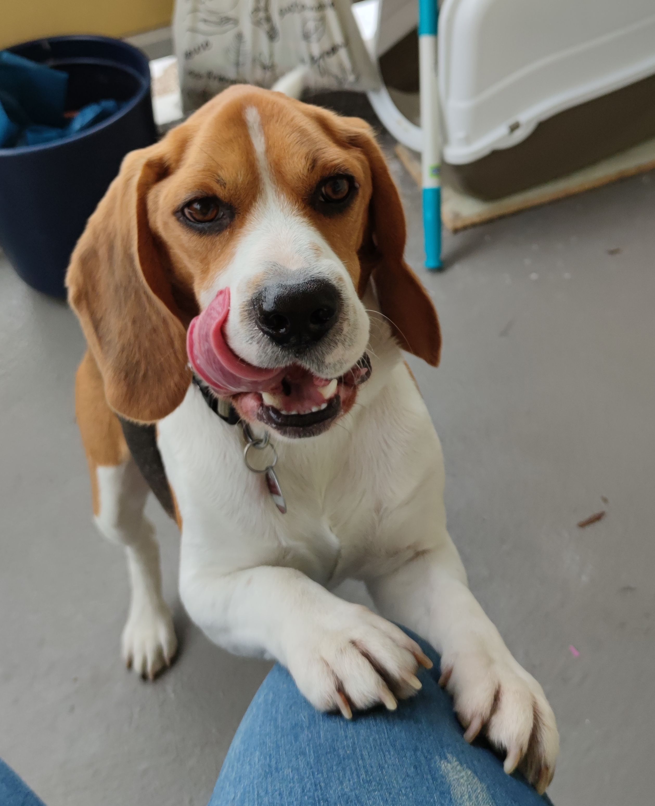 Ody ehem. Buddy, Rüde, 7 Jahre