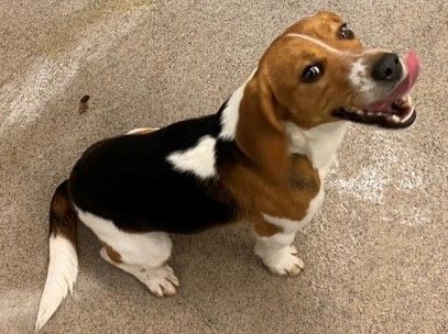 Roni ehem. Kleo, Rüde, 5 Jahre