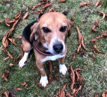 Ole ehem. Oli, Rüde, 6 Jahre