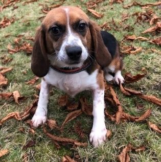 Alma ehem.Jacky, Hündin, 6 Jahre