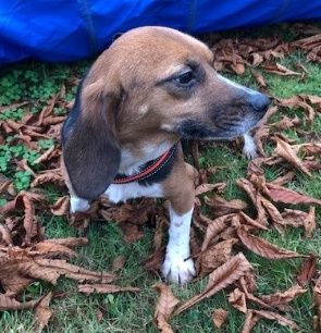 Kirby, Hündin, 6 Jahre