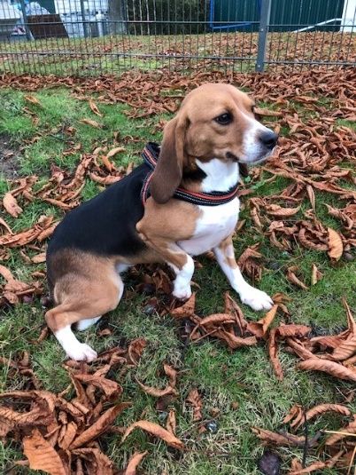 Franzi ehem.  Sable, Hündin, 6 Jahre