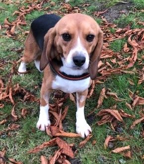 Franzi ehem.  Sable, Hündin, 6 Jahre