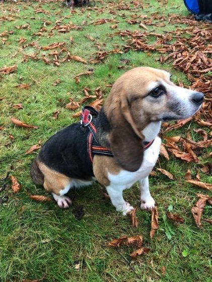 Alexa, Hündin, 6 Jahre