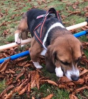 Kermit, Rüde, 6 Jahre