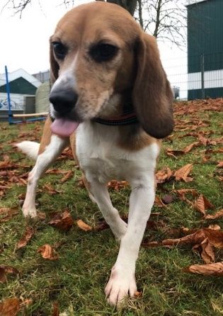 Betty, Hündin, 6 Jahre