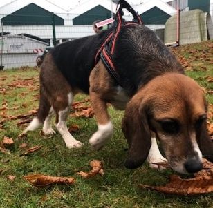 Lucy vormals Bibo, Hündin, 6 Jahre