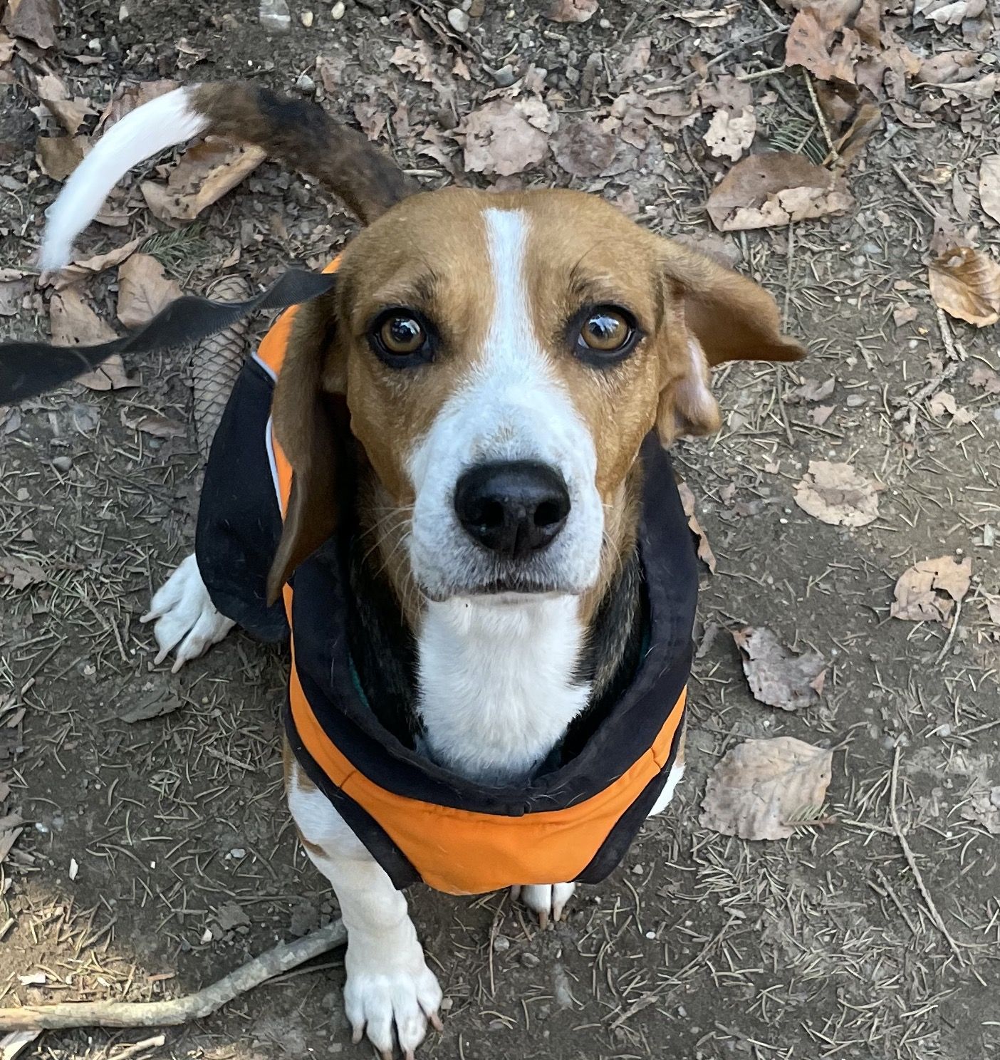  Kitty, Hündin, 11 Jahre