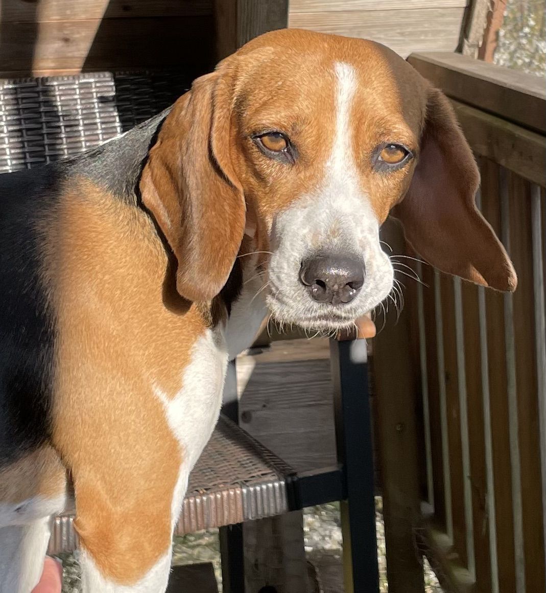  Kitty, Hündin, 11 Jahre