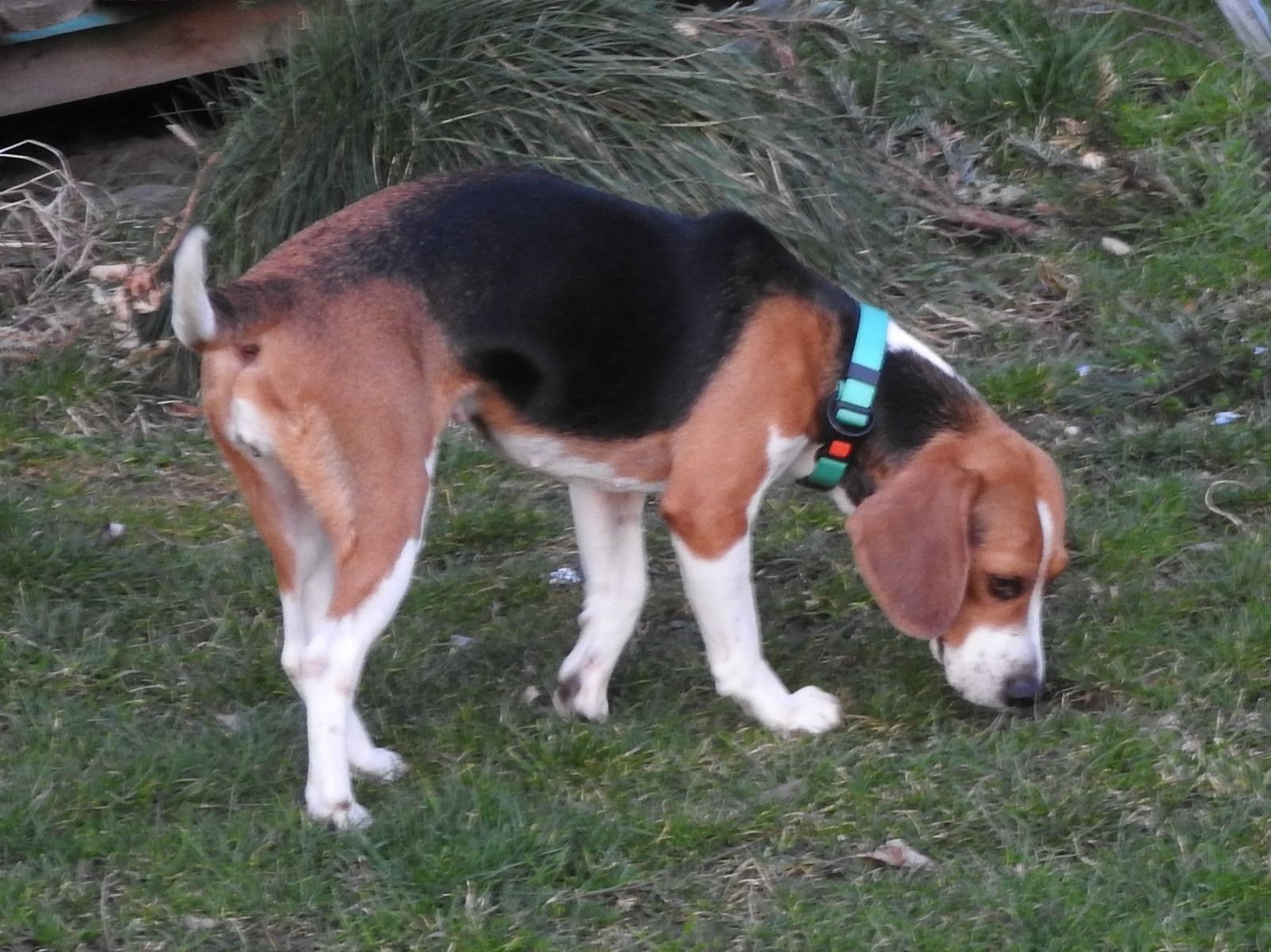  Kitty, Hündin, 11 Jahre