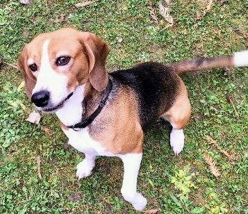 Kimba, Hündin, 11 Jahre